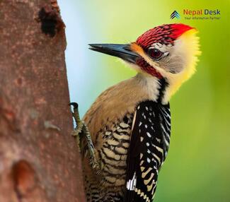 Yellow-crowned Woodpecker_Leiopicus mahrattensis