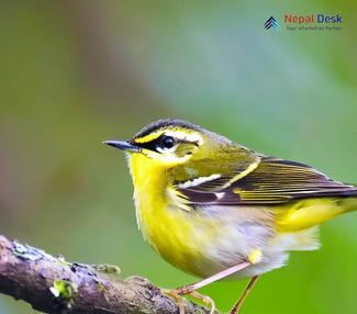 Yellow-vented Warbler_Phylloscopus cantator