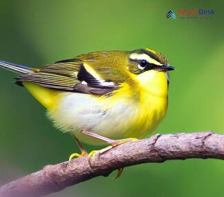 Yellow-vented Warbler_Phylloscopus cantator