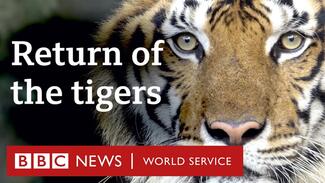 Embedded thumbnail for How Nepal is saving its tigers