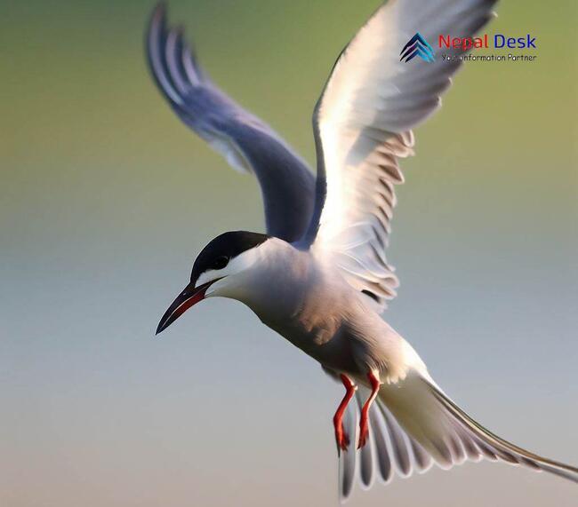 Whiskered Tern Breeds Nepal