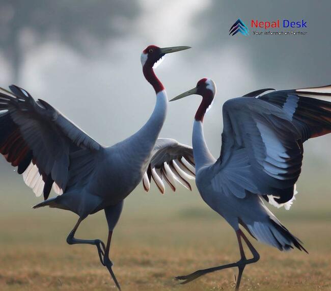 Sarus Crane Lumbini - 2023