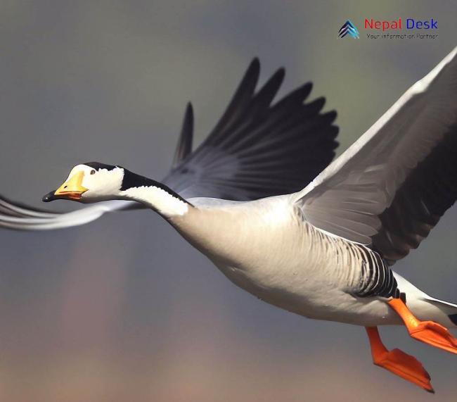 Bar-headed Goose