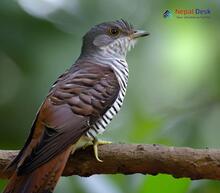 Banded Bay Cuckoo - Cacomantis sonneratii