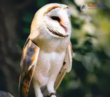 Barn Owl - Tyto alba