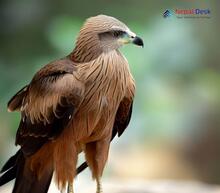 Black Kite - Milvus migrans lineatus