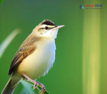 Black-browed Reed Warbler - Acrocephalus bistrigiceps