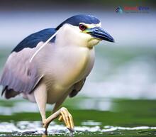 Black-crowned Night Heron - Nycticorax nycticorax