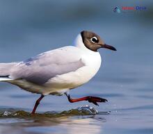 Black-headed Gull - Chroicocephalus ridibundus