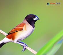 Black-headed Munia - Lonchura malacca