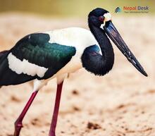 Black-necked Stork - Ephippiorhynchus asiaticus