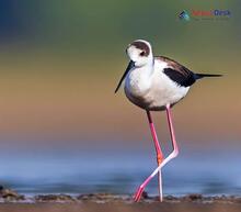 Black-winged Stilt Himantopus himantopus