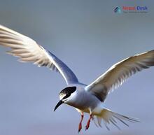 Black-winged Tern Chlidonias leucopterus