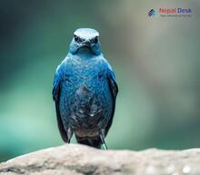 Blue rock thrush Monticola solitarius