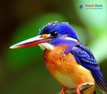 Blue-eared Kingfisher Alcedo meninting