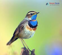 Bluethroat Luscinia svecica