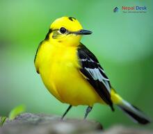 Citrine Wagtail_Motacilla citreola