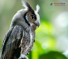 Collared Scops-Owl Otus lettia