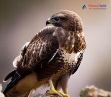 Common Buzzard Buteo buteo