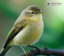 Common Chiffchaff Phylloscopus collybita