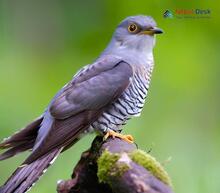 Common Cuckoo Cuculus canorus