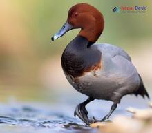 Common Pochard Aythya ferina