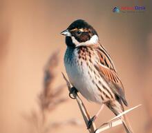 Common Reed Bunting Emberiza schoeniclus