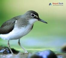 Common Sandpiper Actitis hypoleucos