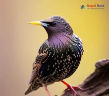 Common Starling Sturnus vulgaris