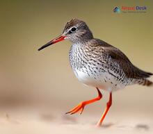 Common redshank Tringa totanus