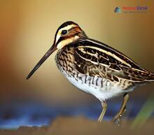 Common snipe Gallinago gallinago