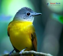 Gray-headed Canary Flycatcher - Culicicapa ceylonensis