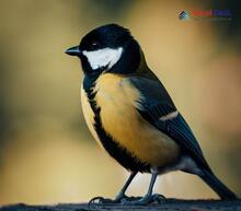 Great Tit - Parus major