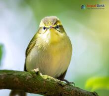 Greenish Warbler - Phylloscopus trochiloides