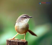 Jungle Prinia - Prinia sylvatica