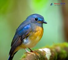 Large blue flycatcher - Cyornis magnirostris