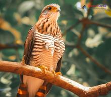 Large Hawk Cuckoo - Hierococcyx sparverioides