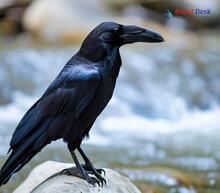 Large-billed Crow - Corvus macrorhynchos