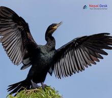 Little Cormorant_Microcarbo niger