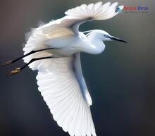 Little Egret_Egretta garzetta