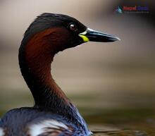 Little Grebe_Tachybaptus ruficollis