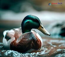 Mallard_Anas platyrhynchos