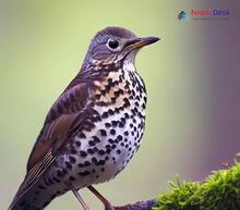 Mistle Thrush_Turdus viscivorus