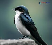 Nepal House Martin_Delichon nipalense