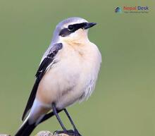 Northern Wheatear_Oenanthe oenanthe