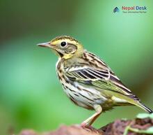 Olive-backed Pipit_Anthus hodgsoni