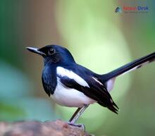 Oriental Magpie Robin_Copsychus saularis