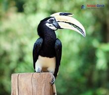 Oriental Pied Hornbill_Anthracoceros albirostris