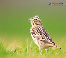 Oriental Skylark_Alauda gulgula