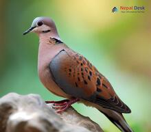 Oriental Turtle-Dove_Streptopelia orientalis